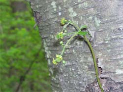 Figure 4: Close-up of Geum vernum flowers posed on a tree trunk. Note each flower's stalked gynoecium (female reproductive part). (Photo by A.M. Greller; taken May 11, 2006.)